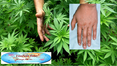 Medical Marijuana-FNT-Small.png