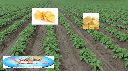 Ontario Potato Field-FNT-Small